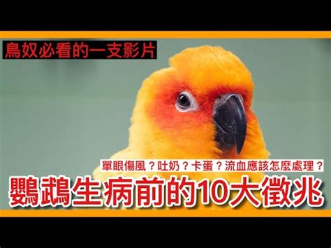 小鳥死掉怎麼處理|【鳥死了怎麼處理】發現死鳥別亂丟！3步驟安全處理解決鳥類遺。